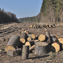 Forestry/Sawmill